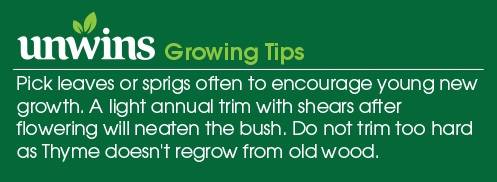 Thyme Seeds Unwins Sowing Growing Tips